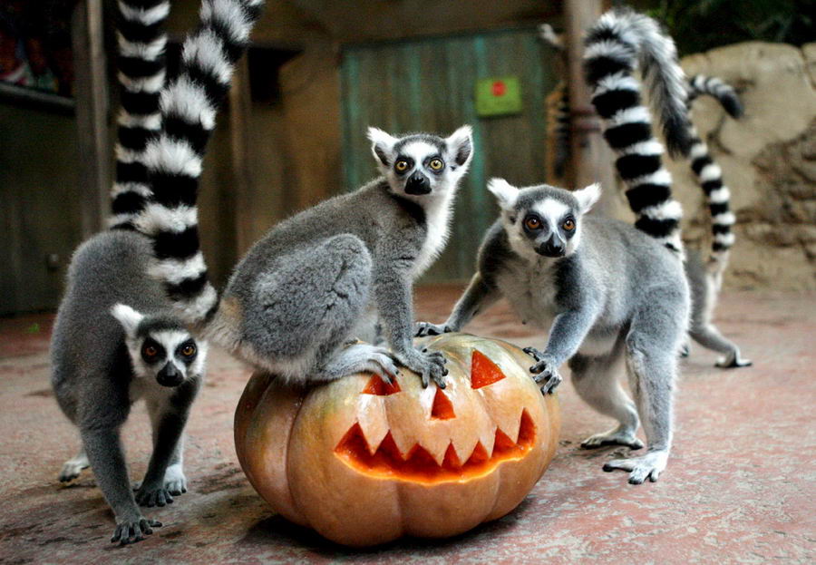 zoo halloween