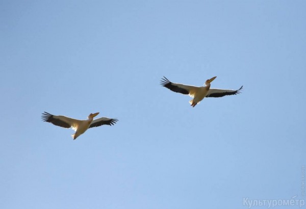 Pelicani-vokrug-pamyatnika (3)