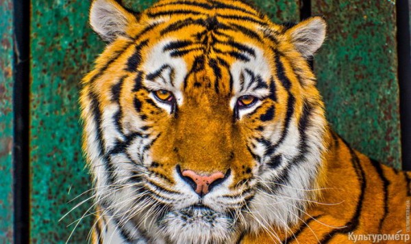 Тигр из Одесского зоопарка