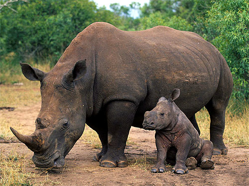 Ceratotherium simum simum  Southern White rhinoceros  Adult and calf  Southern Africa and East Africa